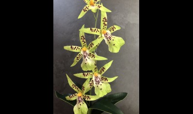 Artificial Spider Orchid Plant 39 x20 cm