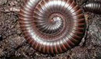 Chocolate Brown Millipede