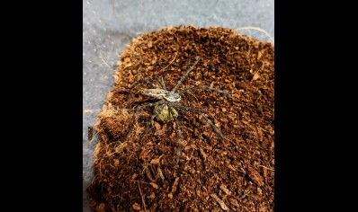 Unknown Cameroon Nursey Web Spider *special discount* 