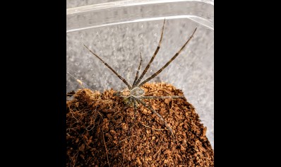 Unknown Cameroon Nursey Web Spider *special discount* 