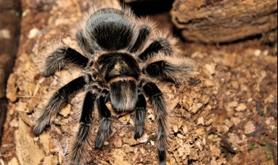 Tliltocatl albopilosus - Curly Hair Tarantula CB
