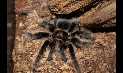 Tliltocatl albopilosus - Curly Hair Tarantula CB