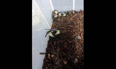 Geosesarma dennerle - White Claw Vampire Crab 1 left