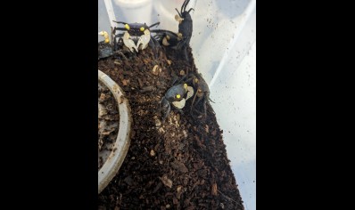 Geosesarma dennerle - White Claw Vampire Crab 1 left