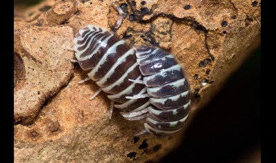 Armadillidium maculatum - Zebra Isopod (CB by BugzUK)