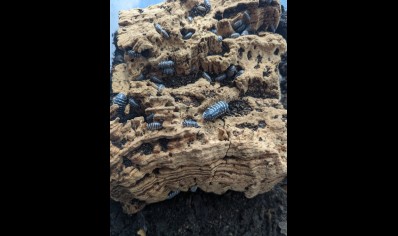 Armadillidium maculatum - Zebra Isopod (CB by BugzUK)