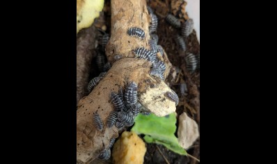 Armadillidium maculatum - Zebra Isopod (CB by BugzUK)