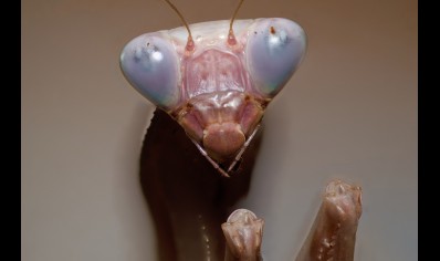 Hierodula membrenacea - Giant Asian Mantis  L5 Sexed pair CB