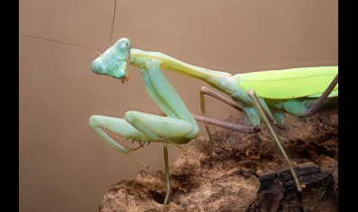 Hierodula membrenacea - Giant Asian Mantis  L5 Sexed pair CB