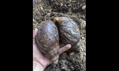 Archachatina marginata Ovum -Giant African Land Snail XXL SIZE APPROX 16+cm
