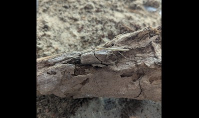 Phasmomantella nuichuana - Nuichuana Stick Mantis (very large species) CB