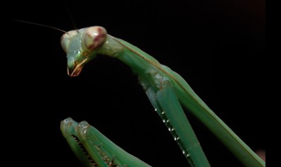 Phasmomantella nuichuana - Nuichuana Stick Mantis (very large species) CB