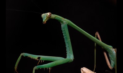 Phasmomantella nuichuana - Nuichuana Stick Mantis (very large species) CB
