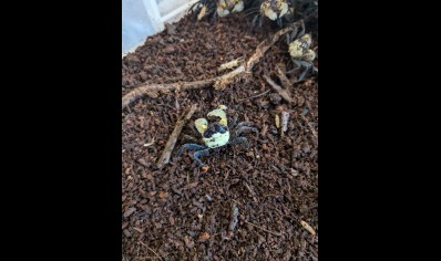 Geosesarma dennerle - Falcon Vampire crab 3 left just males