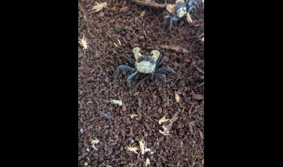 Geosesarma dennerle - Falcon Vampire crab