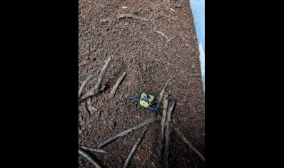 Geosesarma dennerle - Falcon Vampire crab (new to hobby) 6  left