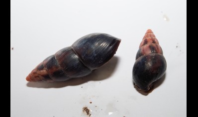 Limicolaria aethiops