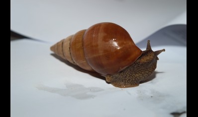 LIMITED STOCK - Limicolaria flammea Nigeria Brown