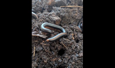 Prinopetalum stulmanni - Metallic Millipede