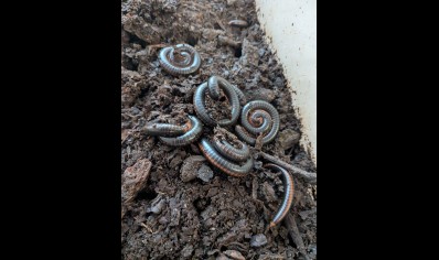 Prinopetalum stulmanni - Metallic Millipede