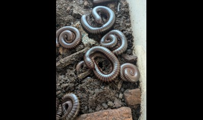 Spirostreptus Sp Nigeria