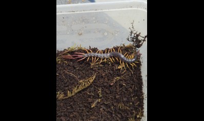 Alipes grandidieri - Feather Tailed Centipede