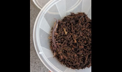 Alipes grandidieri - Feather Tailed Centipede Peedlings CB by BugzUK