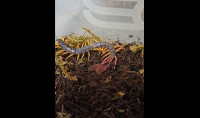 Alipes grandidieri - Feather Tailed Centipede Peedlings CB by BugzUK