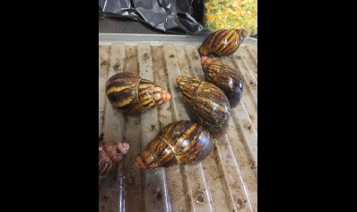 Archachatina marginata suturalis - Pink Tipped Giant African Land Snail