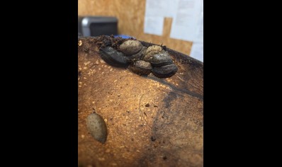 Laevicaulis sp. nigeria - Pancake Slug