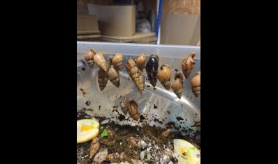 Limicolaria Sp - Random mix