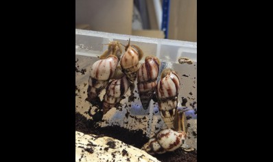 Limicolaria agathina