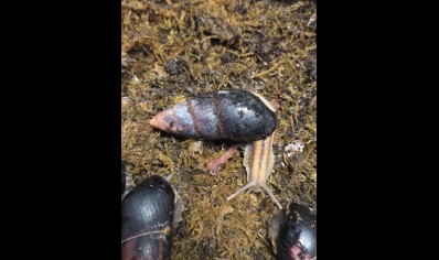Limicolaria flammea - Black Shell