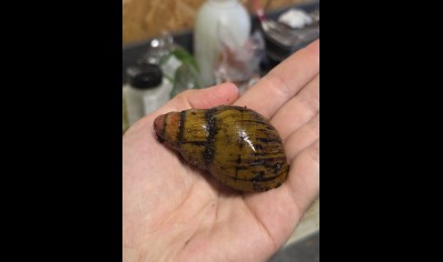 Archachatina knorri - Knorri's Giant African Snail