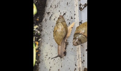 Archachatina porphyrostoma - Nigerian Albino Shell Snail