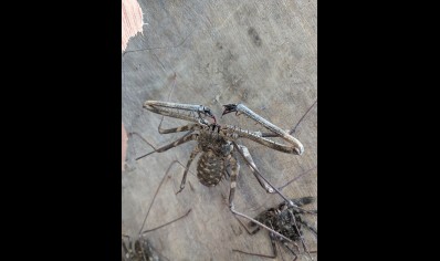 Damon johnstoni - West African Giant Tailless Whip