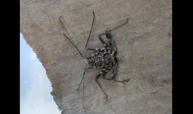 Damon johnstoni - West African Giant Tailless Whip