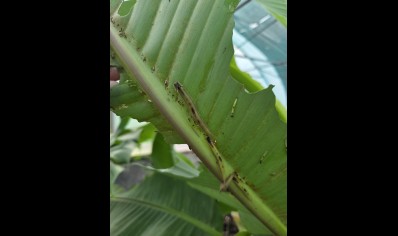 Caligo sp.
