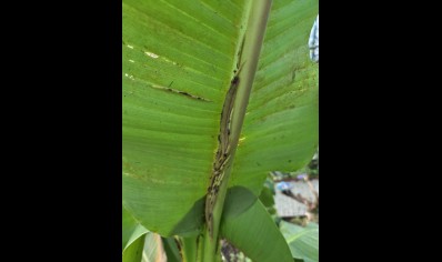 Caligo sp.