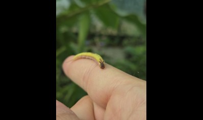 Caligo sp.