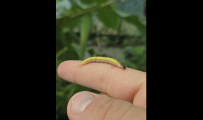 Caligo sp.
