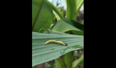 Caligo sp.