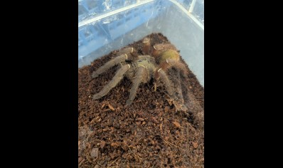 Ephebopus uatuman - Emerald Skeleton