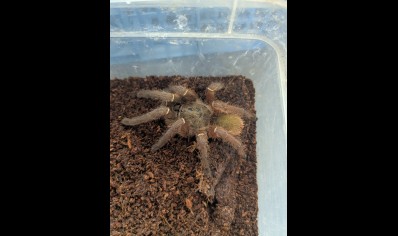 Ephebopus uatuman - Emerald Skeleton *special offer*