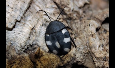 Therea petiveriana - Domino roach (CB by BugzUK) 