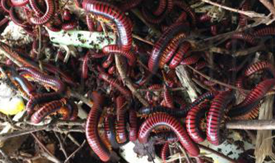 Aphistogoniulus corralipes - Madagascan Fire Millipede