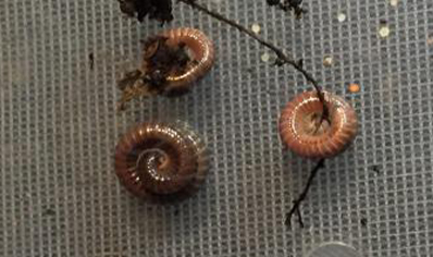 Aphistogoniulus corralipes - Madagascan Fire Millipede