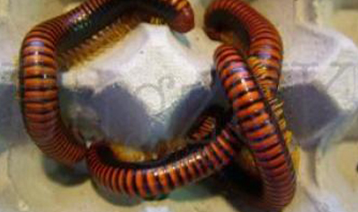 Aphistogoniulus corralipes - Madagascan Fire Millipede