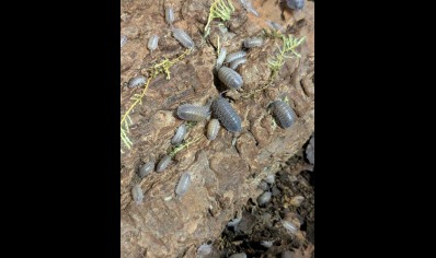 Armadillidium frontirestri - Rhino horned Roller (CB by BugzUK)