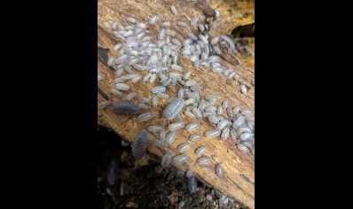Armadillidium frontirestri - Rhino horned Roller (CB by BugzUK)